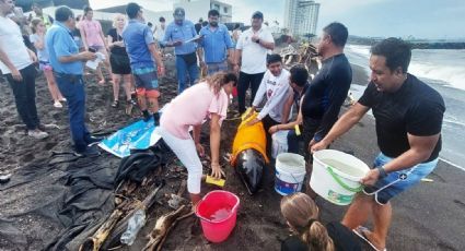  Earth Mission Veracruz: Rescatan a delfín varado en playa de Alvarado