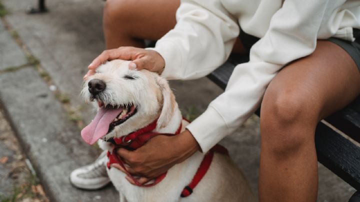 Perritos: ¿qué sienten cuando los acaricias y en qué partes NO les gusta?