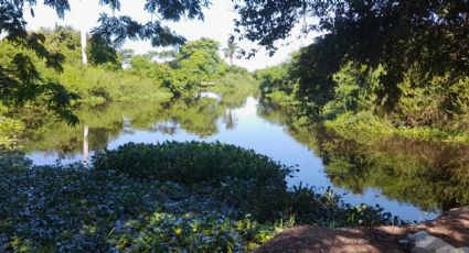 Lirio acuático esta acabando con sistema lagunario del sur de Tamaulipas