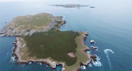 Bellezas naturales, pero... "toxicas" ¿Qué causa las mareas rojas en Bahía de Banderas?