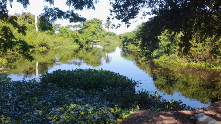 Lirio acuático esta acabando con sistema lagunario del sur de Tamaulipas