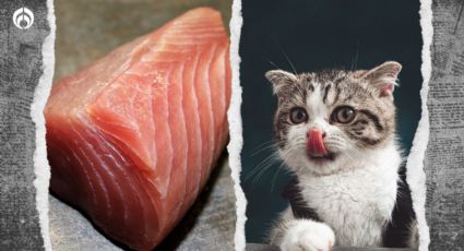 Gatitos: ¿Los 'michis' pueden comer atún?