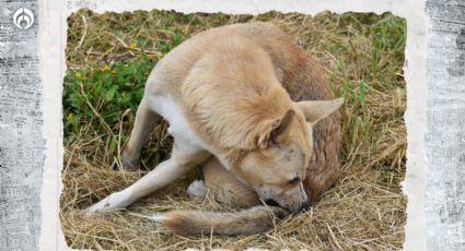 Perritos: ¿Por qué se muerden la cola y qué significa?