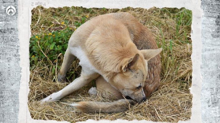 Perritos: ¿Por qué se muerden la cola y qué significa?