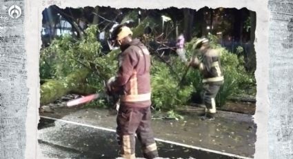 Cae árbol en Paseo de la Reforma: complica avance vial en plena lluvia (FOTOS)