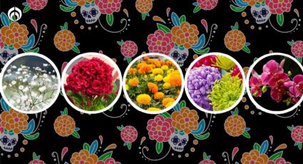 No sólo es cempasúchil: conoce 5 flores para la ofrenda de Día de Muertos