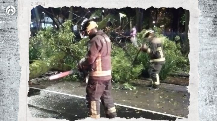 Cae árbol en Paseo de la Reforma: complica avance vial en plena lluvia (FOTOS)