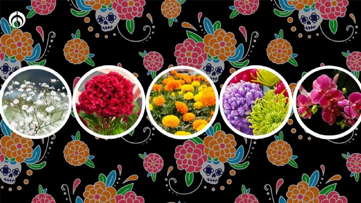 No sólo es cempasúchil: conoce 5 flores para la ofrenda de Día de Muertos