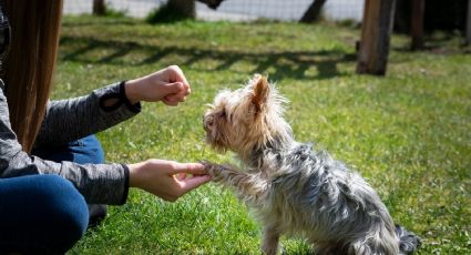 Perritos: ¿cuánto gana un entrenador de lomitos?