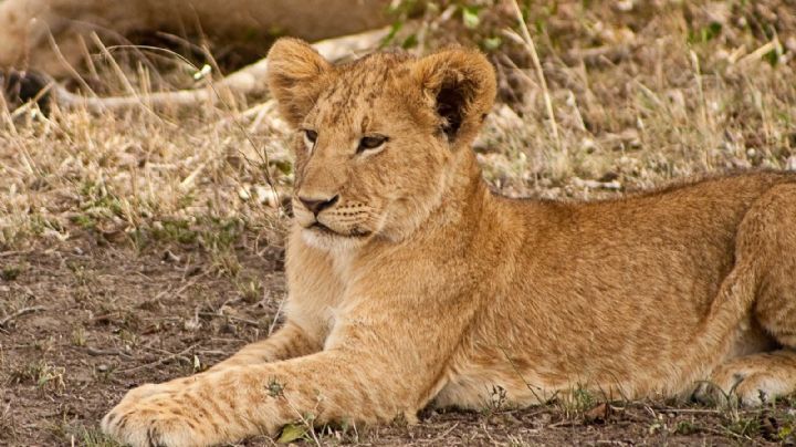 (FOTOS) Agente de Policía de Edomex 'presume' mascota: un león 'bebé'