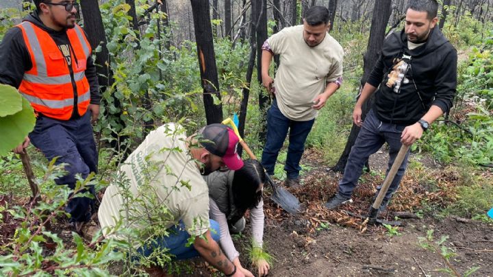 Reforestan Bosque Escuela de la UANL en la sierra de Iturbide NL