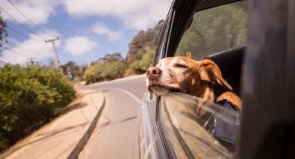 Perritos: Tips de un experto para viajar con tu mascota