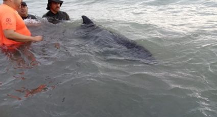 Rescatan a otro delfín varado, ahora en las costas del Golfo de México