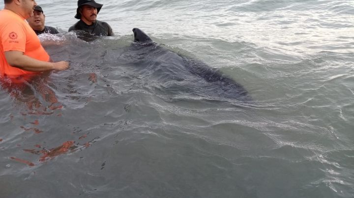 Rescatan a otro delfín varado, ahora en las costas del Golfo de México