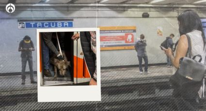 Lío 'perruno' en Metro CDMX: pausan servicio en Línea 2 por rescate de 'lomito'