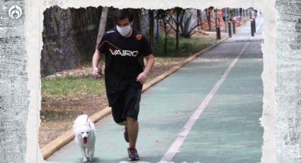 Perritos: 5 razas de 'lomitos' rápidos y fuertes para ir a correr