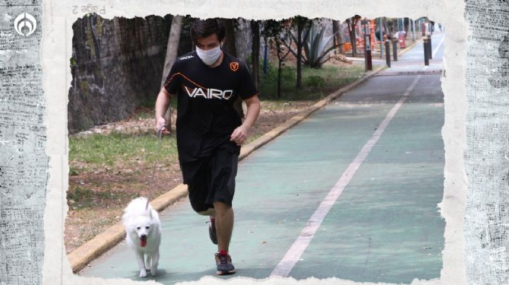 Perritos: 5 razas de 'lomitos' rápidos y fuertes para ir a correr