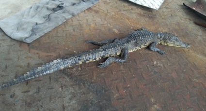 Alerta Cocodrilo: Capturan a 15 reptiles durante lluvias en Ciudad Madero