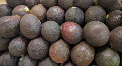 La pasión por aguacate mexicano en EU es fuente de riqueza en ambos lados