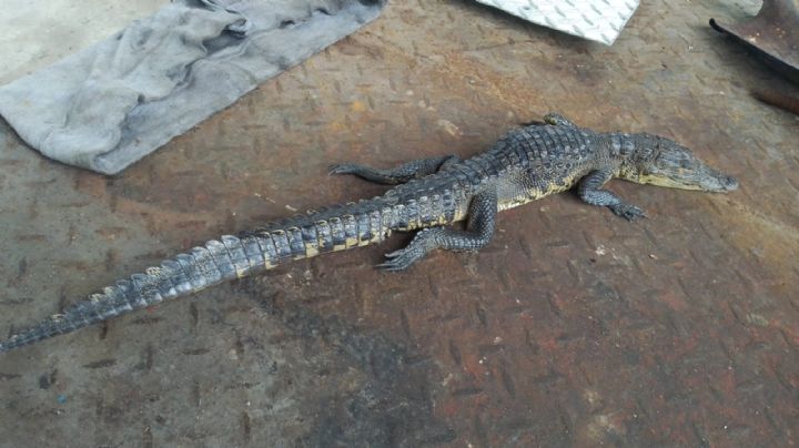 Alerta Cocodrilo: Capturan a 15 reptiles durante lluvias en Ciudad Madero