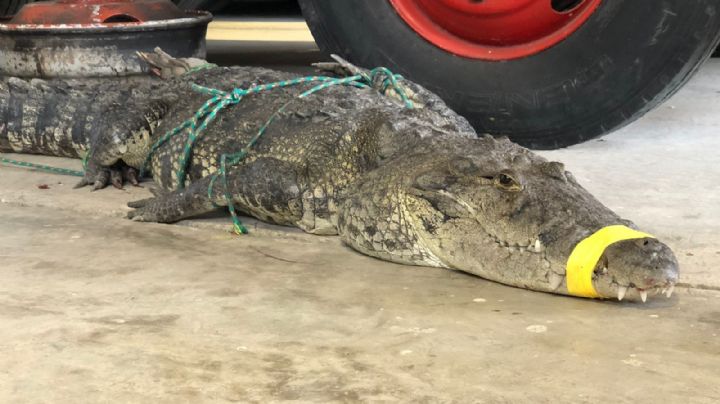 ¿Serán las rancherías el nuevo lugar de crianza para cocodrilos?