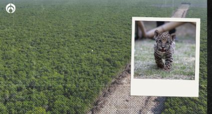 Tren Maya: planean darle el Parque del Jaguar al Ejército... ¡por 100 años!