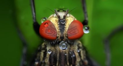 ¿Una mosca? Podría causar la letal enfermedad del sueño