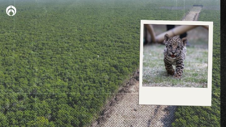 Tren Maya: planean darle el Parque del Jaguar al Ejército... ¡por 100 años!