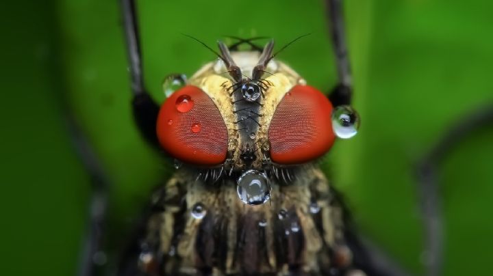 ¿Una mosca? Podría causar la letal enfermedad del sueño