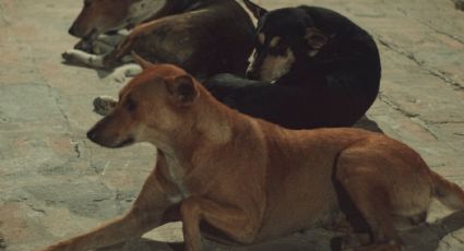 ¿Los perritos pueden ver fantasmas? Esto dice la ciencia