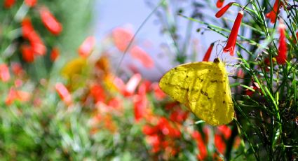 Mariposas en Nuevo León: asesoran investigadores de la UANL en su conservación