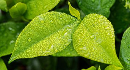 ¿Bailar bajo la lluvia? O mejor no: Estas son los virus y bacterias que caen cuando llueve