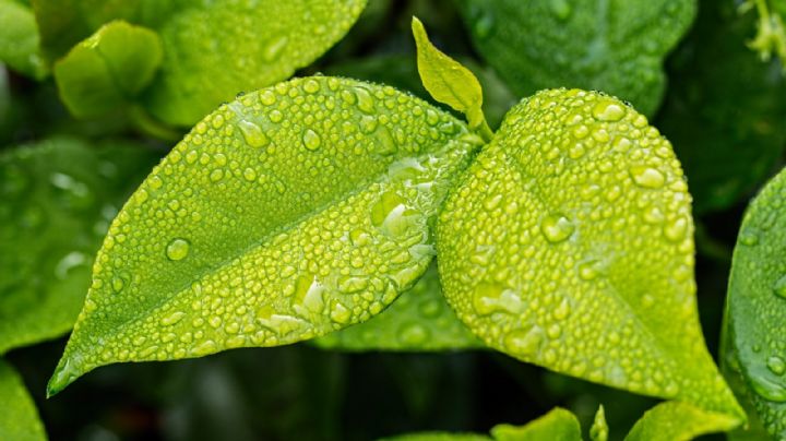 ¿Bailar bajo la lluvia? O mejor no: Estas son los virus y bacterias que caen cuando llueve