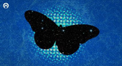 Una mariposa negra en tu casa... ¿es un mal augurio? Esto dice la ciencia