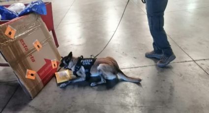 Patrulla de Cachorros: Compañia K-9 aseguran envíos con marihuana en paqueteria de Veracruz