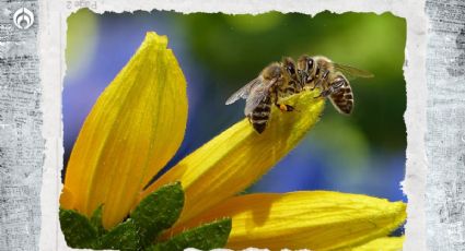 ¿Adiós a la miel? Las abejas viven 50% menos que hace medio siglo, advierte estudio