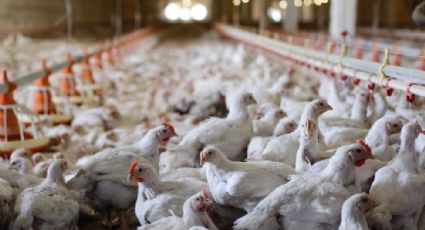 Gripe aviar H5N1 en Sonora: Confirman nuevo casó en granja de Cajeme