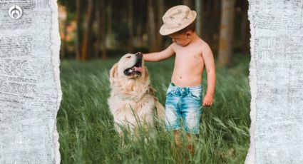 Perritos: esta raza es la más cariñosa para tu familia