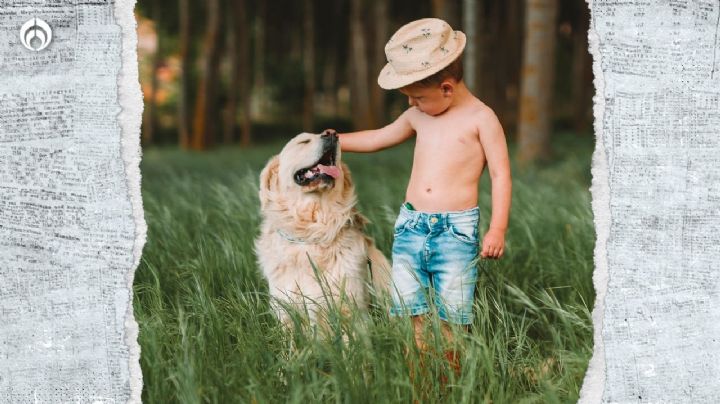 Perritos: esta raza es la más cariñosa para tu familia