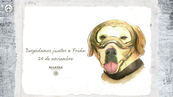 Adiós, Frida: Anuncian evento para despedir a la perrita rescatista