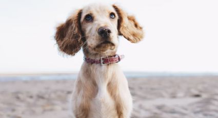 Perritos: ¿Por qué es tan peligroso que coman dulces del Día de Muertos y qué les causa?