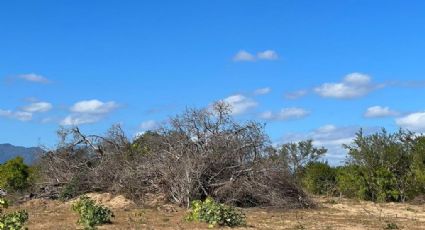 San José del Cabo: Denuncian tala indiscriminada para vender terrenos y construir un 'paraíso'