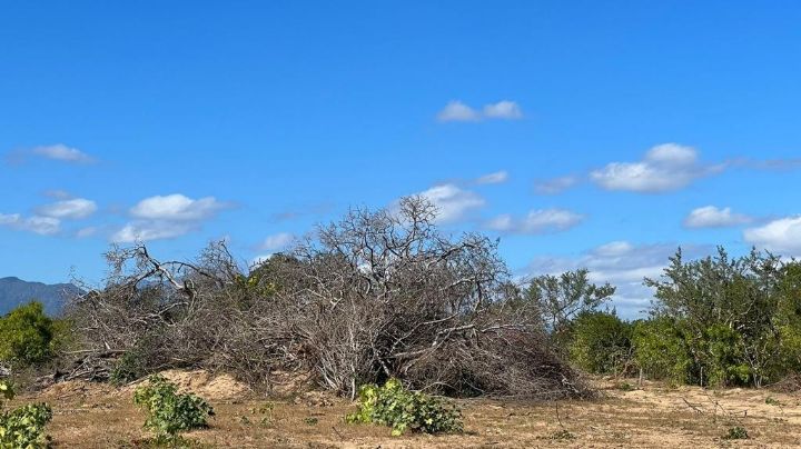 San José del Cabo: Denuncian tala indiscriminada para vender terrenos y construir un 'paraíso'