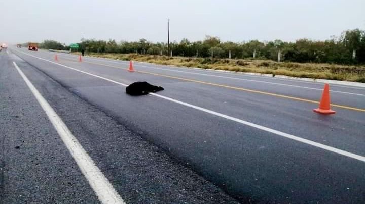 Oso muere arrollado por un camión en la carretera de Nuevo León