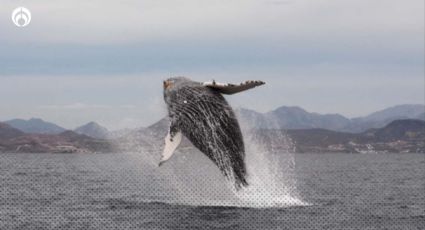 Ballenas jorobadas: ¿Cómo son y en qué parte de México las puedes ver?