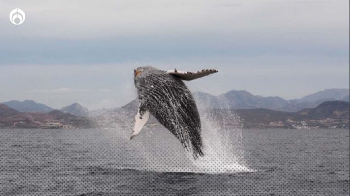 Ballenas jorobadas: ¿Cómo son y en qué parte de México las puedes ver?