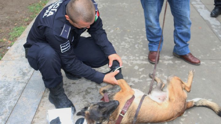 Muere perrita rescatista de Escobedo, NL; rinden honores a Laika