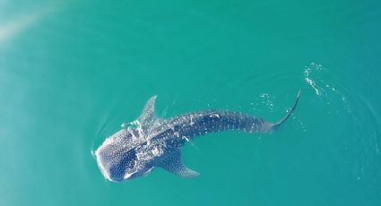 El pez más grande del mundo regresa a la bahía de La Paz