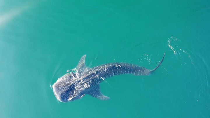 El pez más grande del mundo regresa a la bahía de La Paz