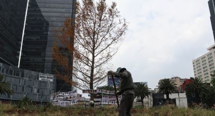 Glorieta del ahuehuete: El árbol no está muerto, pero ¿cuándo tendrá hojas de nuevo?